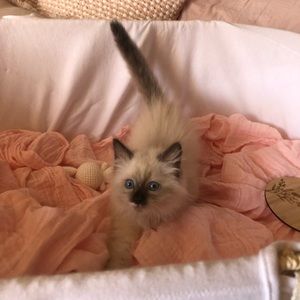 Meet your Posher, Brittney